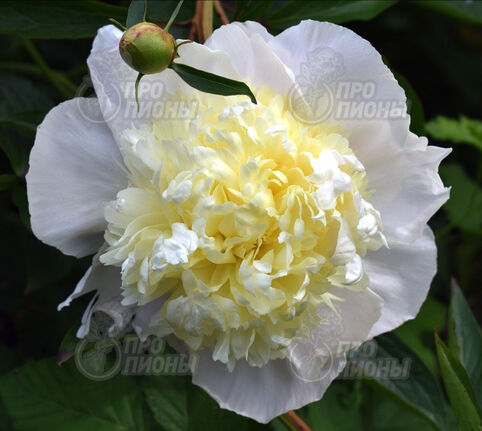 Duchesse Nemo 3/5